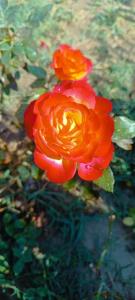 🍂🍁 سلام رفقای خبری روز زیبای پائیزی تون بخیر 🍁🍂