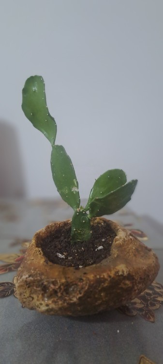 گلدان سنگ طبیعی