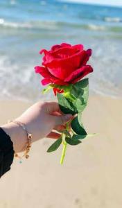 تقدیم به توکه گلی