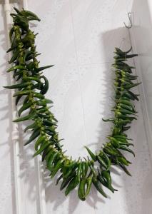 سینه ریز سبز.کی دوس داره