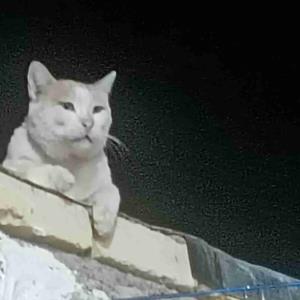 اینم گربه خانگی ما