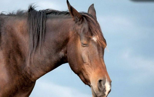 الاغ ها و اسب ها اغلب دورگه هستند.