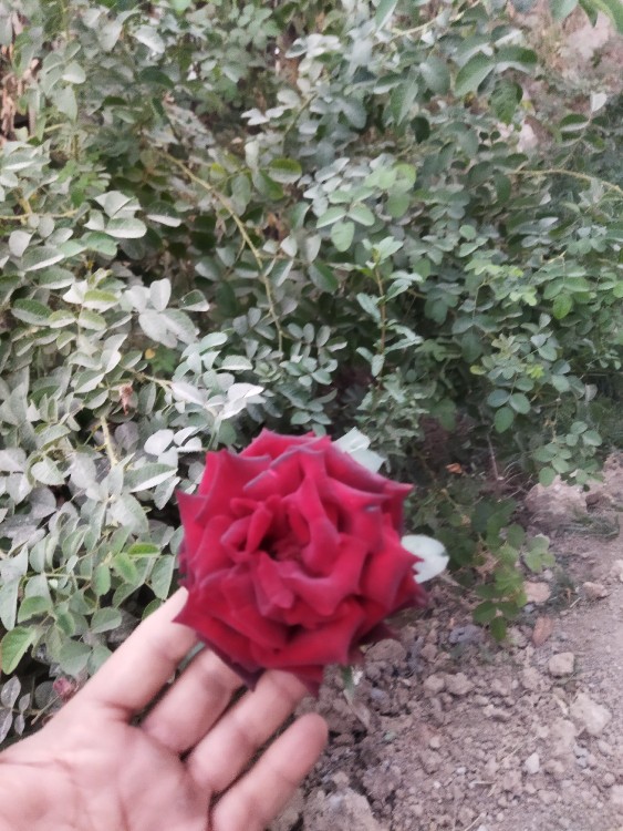 اینم یه تقدیمی برای یه عزیزی که نمیشه گفتش،😂😂😉😉😉🥰🥰🥰