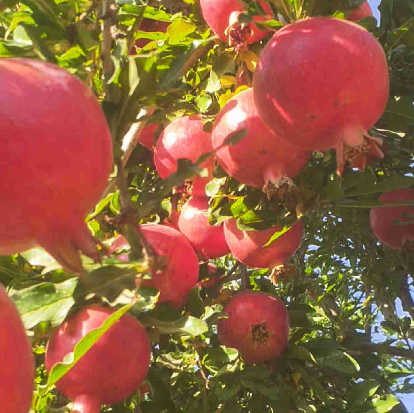 آبان و انار 