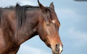 الاغ ها و اسب ها اغلب دورگه هستند.