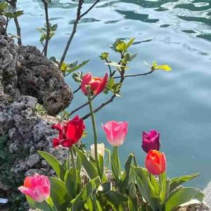 .
انسان‌ها عاشق شمردن مشکلاتشان هستند 
اما لذت‌هایشان را نمی‌شمارند!
اگر آنها را هم می‌شمردند می‌فهمیدند 
که به اندازه کافی از زندگی لذت برده‌اند👌