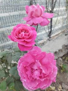 هی میگن امیر خسیسه نمی‌دونم چرا ،😂😂😂😂