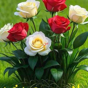 سلام🙋🏻🌹 پنجشنبه تون عالی و بینظیر 💚

💗✨آخرهفتـه تون زیبـا 
☃️✨امـروز از خدا
🌷✨ برای تک تک تون
💗✨اینگـونه آرزو کردم 
☃️✨روزتـون پراز خـوبی
🌷✨لحظه هاتون پراز آرامش 
💗✨نگاهتون پراز مهربانی 
☃️✨دوستی هاتون پرازصداقت 
🌷✨رزق و روزی تون پراز برکت و
💗✨زندگیتـون پراز محبت باشـه