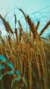 دلم گندمزار رو میخاد🌾🌾🌾🌾چون شبیه اونه...!