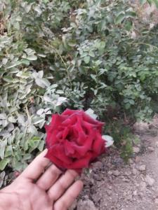 اینم یه تقدیمی برای یه عزیزی که نمیشه گفتش،😂😂😉😉😉🥰🥰🥰