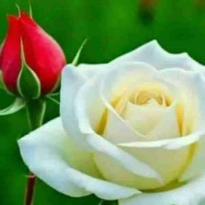 عمیق نگاه کن ، 
 ساده بخند 
زندگی شکایت 
از درد و غم نیست
زندگی هزار تا دلیل 
دیگه ست برا 
شکرگزاری از خالقمون!!!
شاد باشیــد...