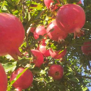 آبان و انار 