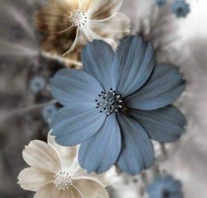 شبتون به زیبایی گل 🌺🌺