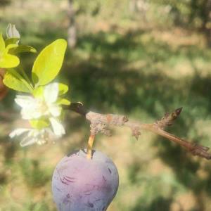 بهاران در پائیز ؟!؟!