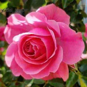 همیشه...

حساب«نعمت هایت»را داشته باش
نه «مصیبت هایت»

حساب «داشته هایت»را داشته باش
 نه«باخته هایت»

حساب«دوستانت»را داشته باش
 نه«دشمنانت»

حساب«سلامتی ات»راداشته باش
 نه«سکه هایت»