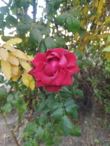 هر کی بگه امیر خسیسه خودش خسیسه ،😂😂😂😂