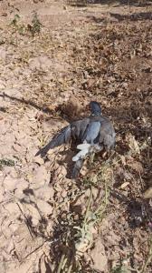 شاهین زدتش ☹️☹️