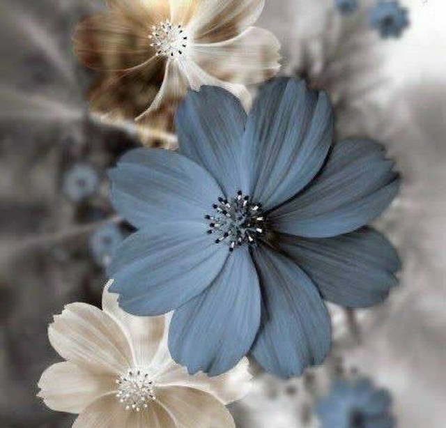 شبتون به زیبایی گل 🌺🌺