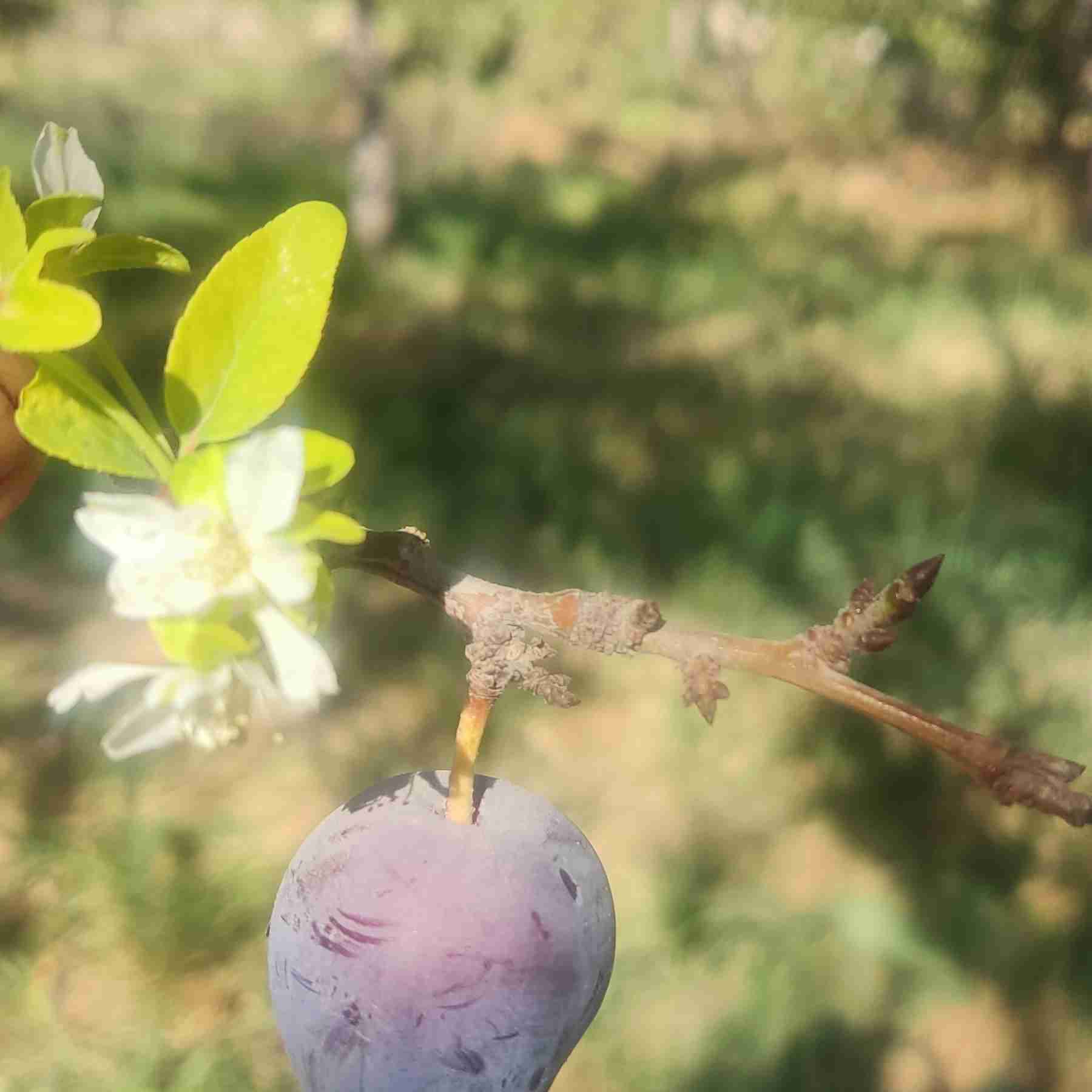 بهاران در پائیز ؟!؟!