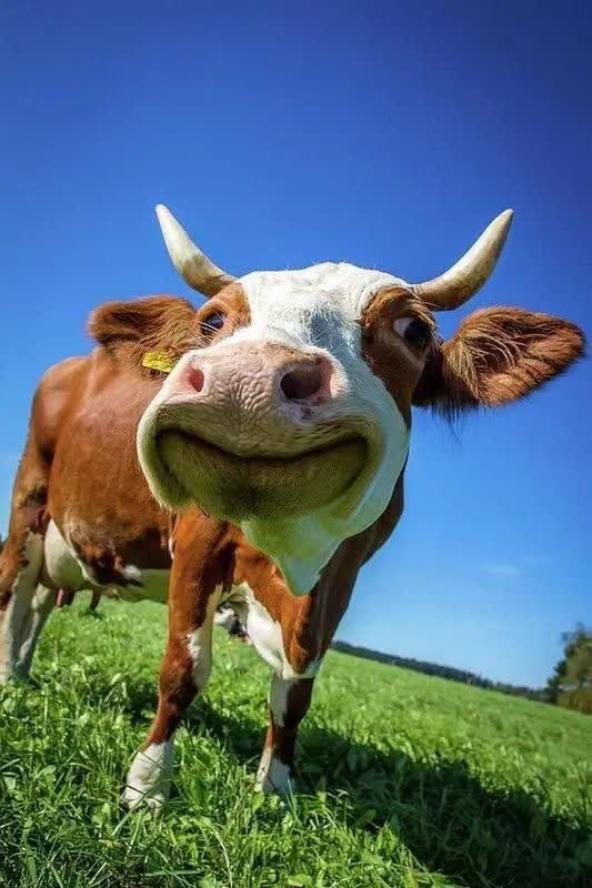 سلام‌صبح‌بخیر