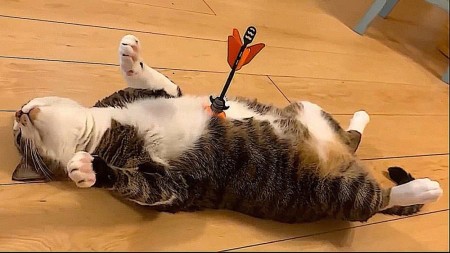 شهید عشق ☑️😅😅