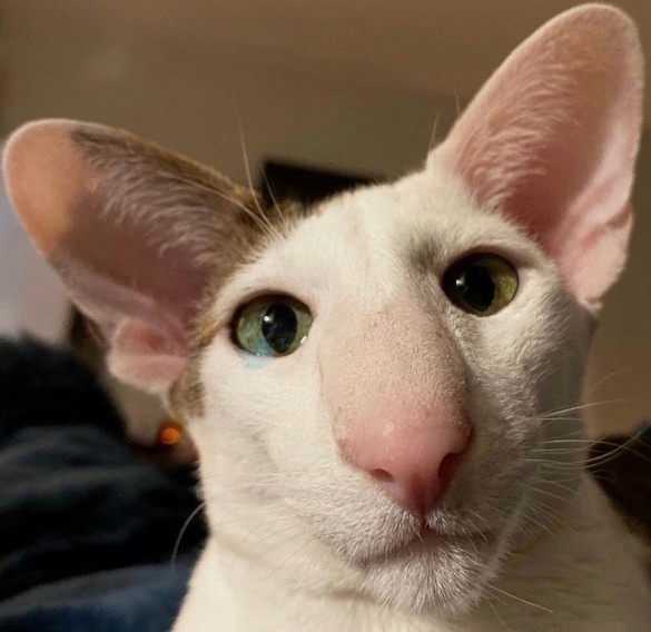 وقتی ما دبیرستانی بودیم ۹۰ درصد چشم رنگیای مدرسمون این شکلی 