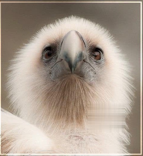 🌏تا حالا جوجه عقاب طلایی از نزدیک دیده بودین؟



🌐﻿﻿﻿﻿﻿🤔 