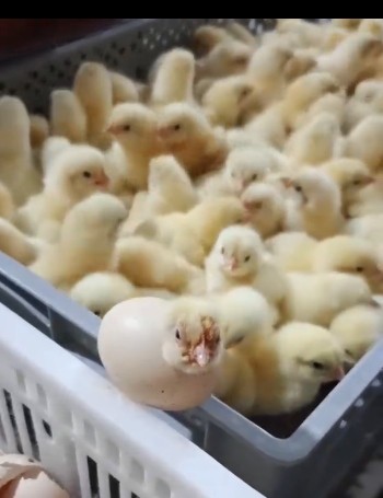 نیمه پاییزهستیم کم کم  جوجه هاتون بشمارید 😅😅🐣🐣🐥🐥