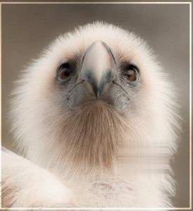 🌏تا حالا جوجه عقاب طلایی از نزدیک دیده بودین؟



🌐﻿﻿﻿﻿﻿🤔 