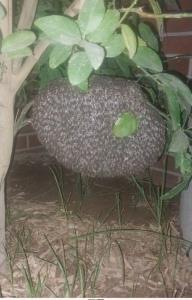 عسل تو باغچه مون به نظرتون  بچینیم  یا بزاریم بزرگ بشه 