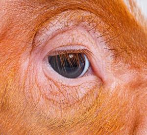 به نظرتون این چشم چیه😄