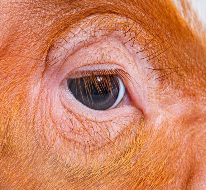 به نظرتون این چشم چیه😄