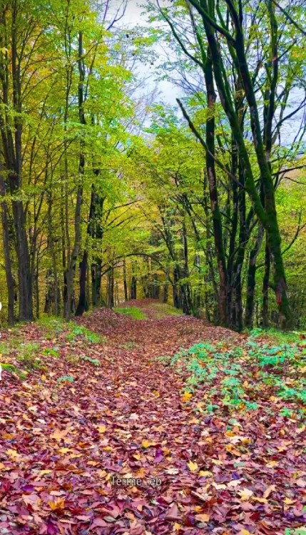 پاییزمثل اون دوستیه که لازم نیست حرف بزنه،فقط بودنش کافیه 