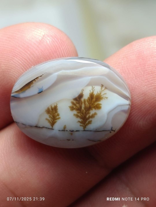 شجر منظره بسیار زیبا