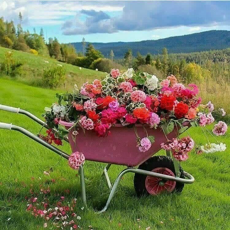 سلام دوستان صبحتون بخیر 🌹🌹