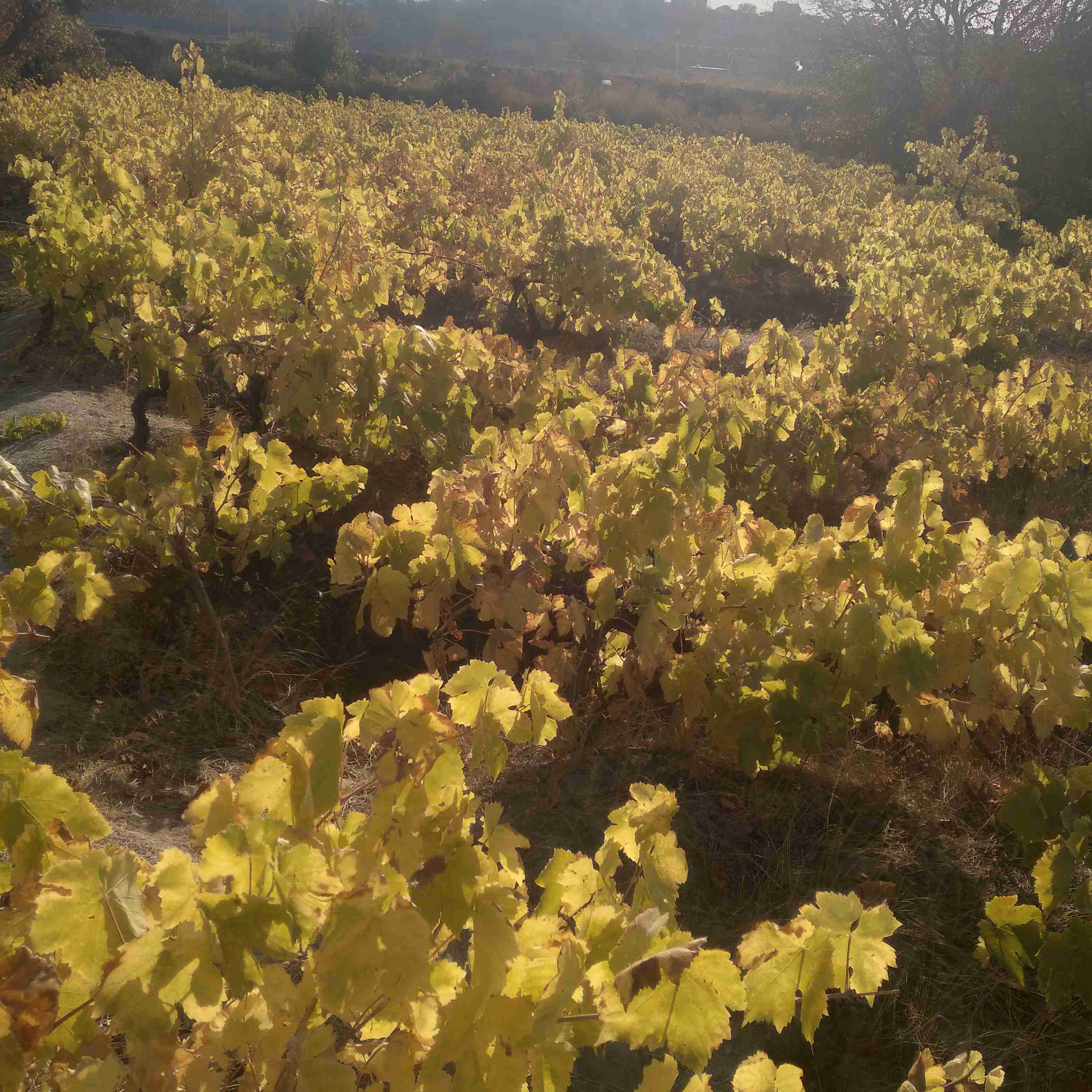 پاییز حکمرانی کرد به باغ انگورمون دلم گرفت 😢😢