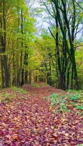 پاییزمثل اون دوستیه که لازم نیست حرف بزنه،فقط بودنش کافیه 