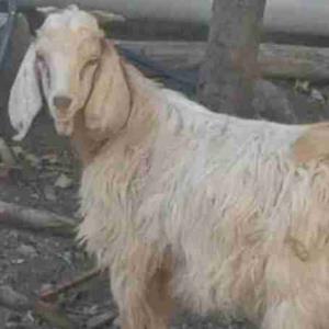 پست مهدی دهاتی😉