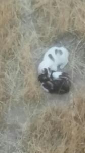  منم با اینا سرگرمم مثل مادر مهربون بهشون میرسم😂