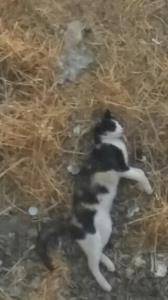 خوش بحالش مثل خودم خوش خوابه بعضی😂