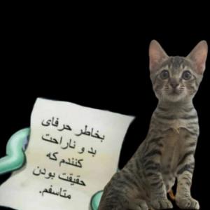 طوری که من معذرت خواهی میکنم 😂😂😂