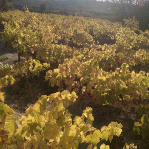 پاییز حکمرانی کرد به باغ انگورمون دلم گرفت 😢😢