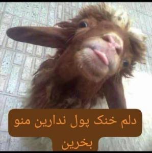 دلم‌خنک‌پول‌نداریدمنوبخرین