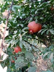 انار بزن روشن شی