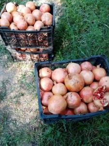 انار بزن شاد شی