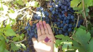 انگور سی سخت 