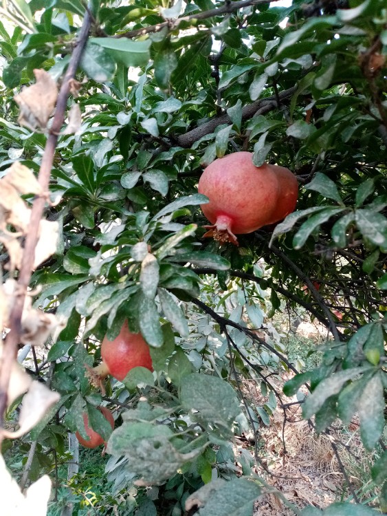 انار بزن روشن شی