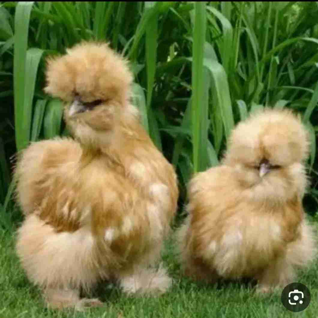 مرغ ابریشمی