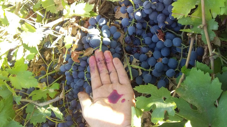 انگور سی سخت 