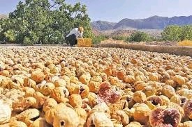 انجیرستان استهبان 